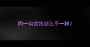 同一窝边牧颜色不一样
