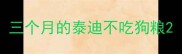 三个月的泰迪不吃狗粮