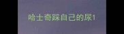 哈士奇踩自己的尿
