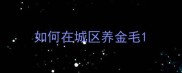 如何在城区养金毛
