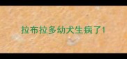 拉布拉多幼犬生病了