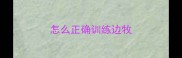 怎么正确训练边牧