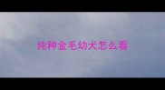 纯种金毛幼犬怎么看