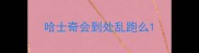 哈士奇会到处乱跑么