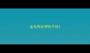 金毛狗长得快不快