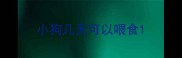 小狗几天可以喂食