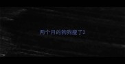 两个月的狗狗瘦了