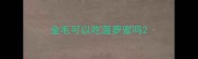 金毛可以吃菠萝蜜吗