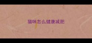 猫咪怎么健康减肥
