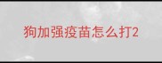狗加强疫苗怎么打