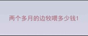 两个多月的边牧喂多少钱