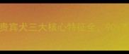 贵妇犬VS泰迪犬贵宾犬三大核心特征全90养狗人存在认知误区