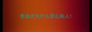 泰迪犬为什么那么粘人