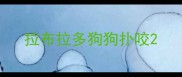 拉布拉多狗狗扑咬