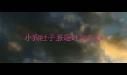 小狗肚子胀呕吐怎么办
