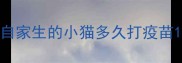 自家生的小猫多久打疫苗