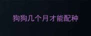狗狗几个月才能配种