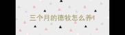 三个月的德牧怎么养