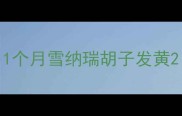 1个月雪纳瑞胡子发黄