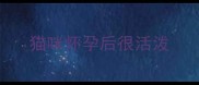 猫咪怀孕后很活泼