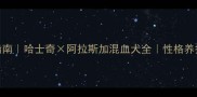 全网最全指南哈士奇阿拉斯加混血犬全性格养护训练攻略