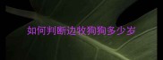 如何判断边牧狗狗多少岁