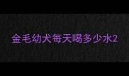 金毛幼犬每天喝多少水