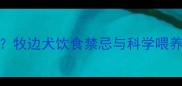 牧边犬能喂肉吗牧边犬饮食禁忌与科学喂养指南附食谱
