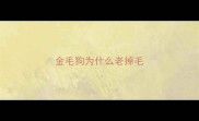 金毛狗为什么老掉毛