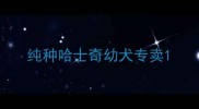 纯种哈士奇幼犬专卖
