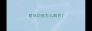 猫咪幼崽怎么喂养