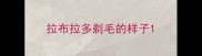 拉布拉多剃毛的样子