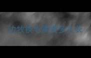 边牧换毛需要多久长