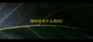 猫咪绝育什么期间