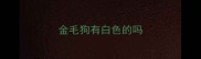 金毛狗有白色的吗