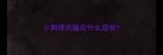 小狗得大脑炎什么症状