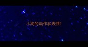 小狗的动作和表情