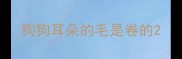 狗狗耳朵的毛是卷的