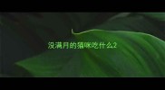 没满月的猫咪吃什么