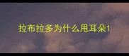 拉布拉多为什么甩耳朵