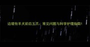 边境牧羊犬前后五爪常见问题与科学护理指南