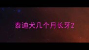 泰迪犬几个月长牙