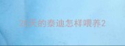 20天的泰迪怎样喂养