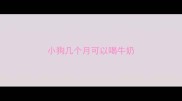 小狗几个月可以喝牛奶