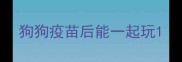 狗狗疫苗后能一起玩