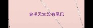 金毛天生没有尾巴