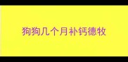 狗狗几个月补钙德牧