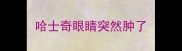 哈士奇眼睛突然肿了