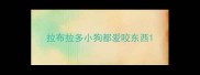 拉布拉多小狗都爱咬东西