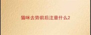 猫咪去势前后注意什么